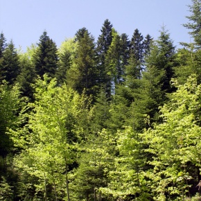 Wald.jpg